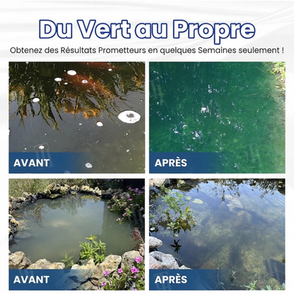 🧬 Élimine l'eau verte en 24 h | 100 % sans danger pour les poissons (formule biologique) AEXZR® Aqua-Guardian Pro
